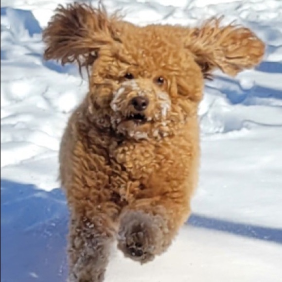 Meet your Posher, Amy - Picture 1 of 1